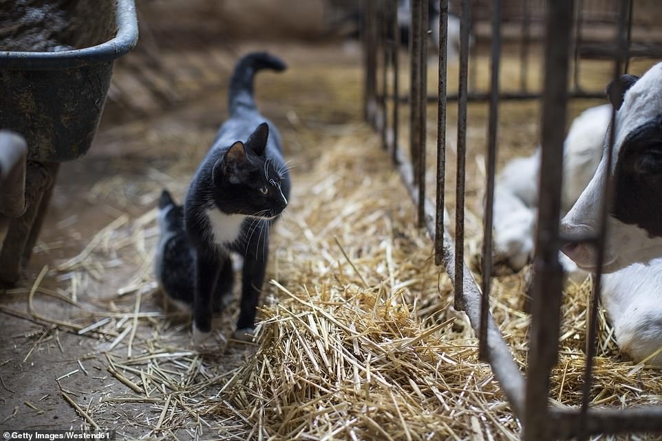 Cdc Warns Bird Flu That Infected Texan Mutated To Spread More Easily