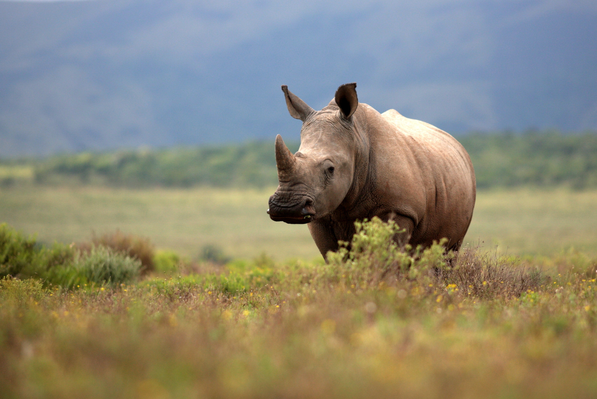 De Mest Hotade Djuren I Afrika