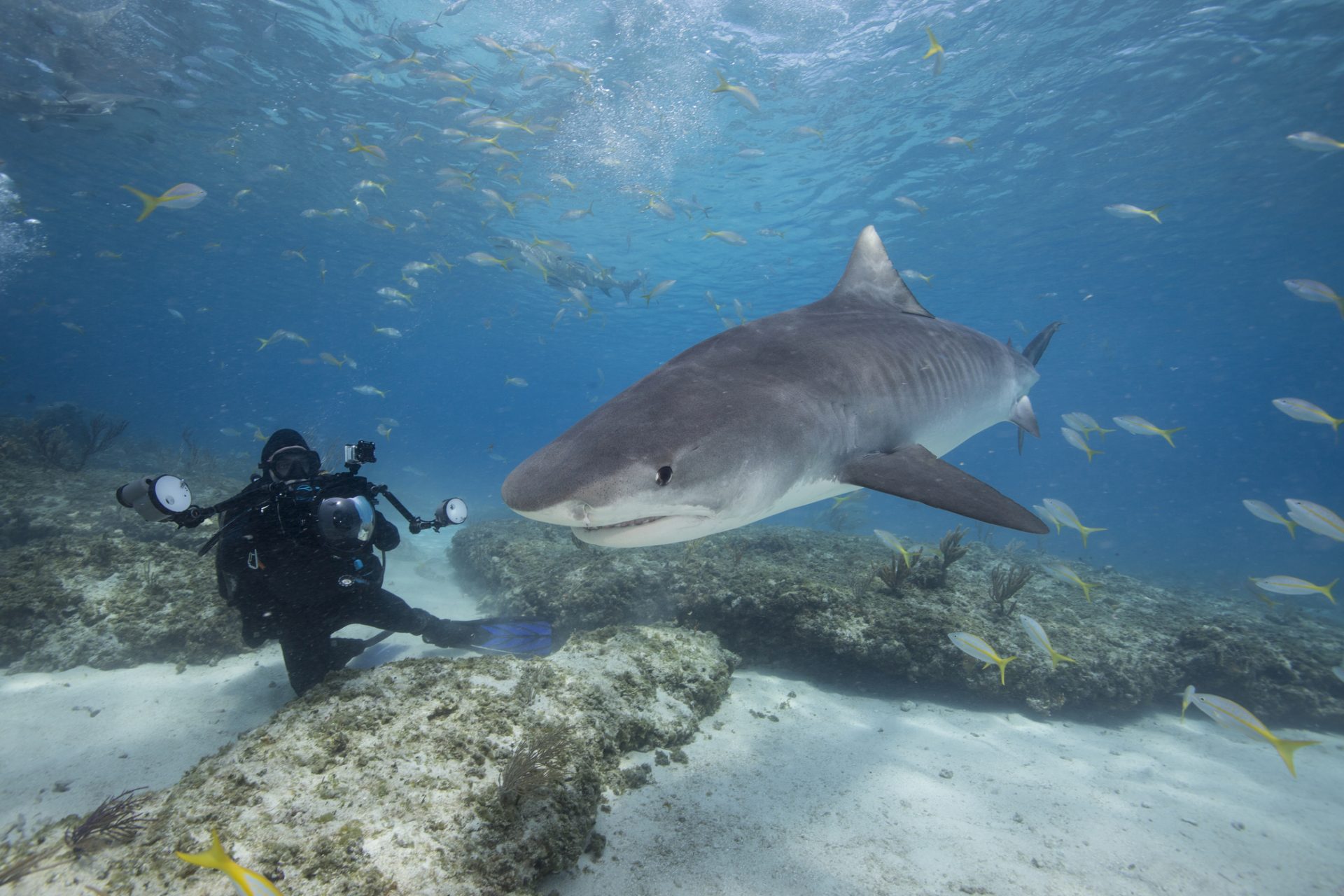 Les Requins Sont Ils Si Terribles Qu On Le Croit Mythes Et V Rit S