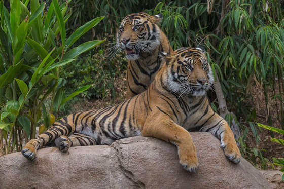 This image provided by the San Diego Zoo shows two-year-old tiger brothers Conrad and Thomas relaxing in the Tull Family Tiger Trail Friday May 23, 2014, at the San Diego Zoo Safari Park.