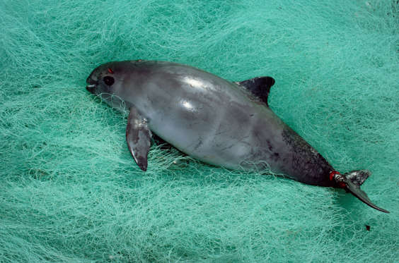 Vaquita or Gulf of California Harbor Porpoise (Phocoena sinus) caught as by-catch, critically endangered, Baja California, Mexico