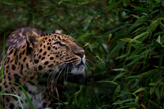 The Amur leopard is solitary. Nimble-footed and strong, it carries and hides unfinished kills so that they are not taken by other predators.