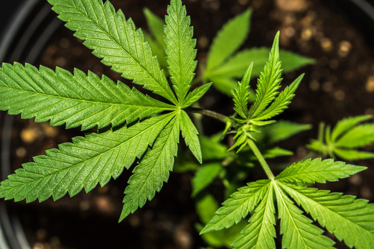 What happens ***** marijuana every