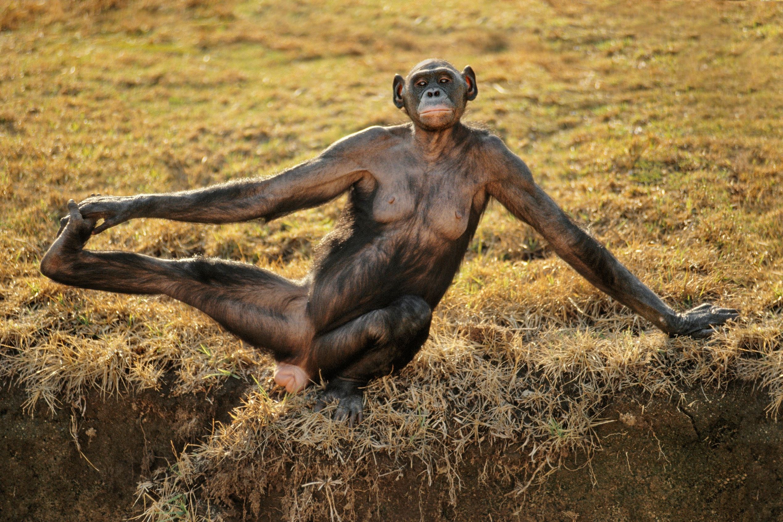 Animal yoga masters