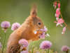 Squirrels appear to smell flowers, Bispgarden, Sweden - Apr 2017 One of the squirrels smelling the flowers
