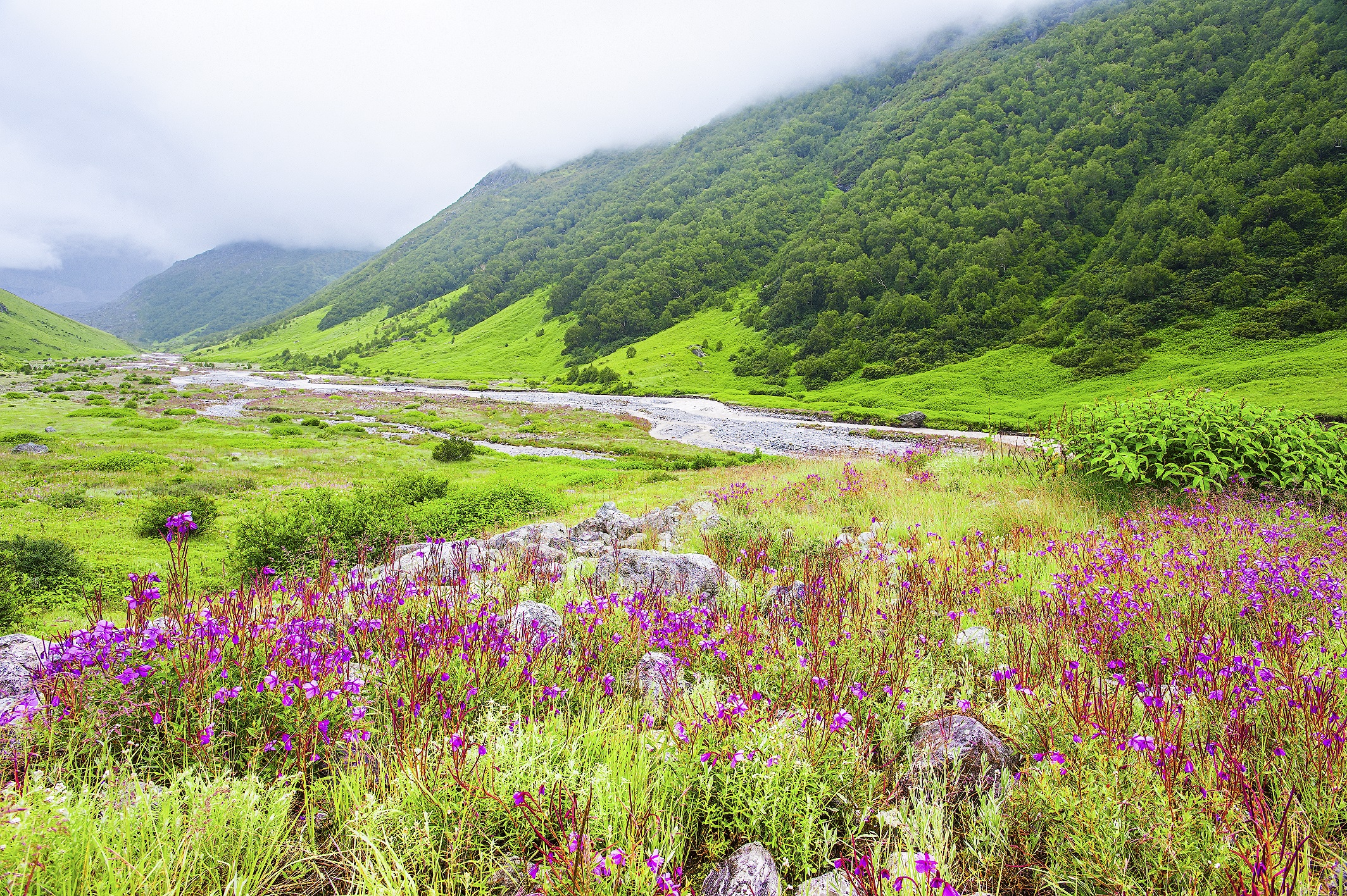 Valley Flowers other beautiful valleys