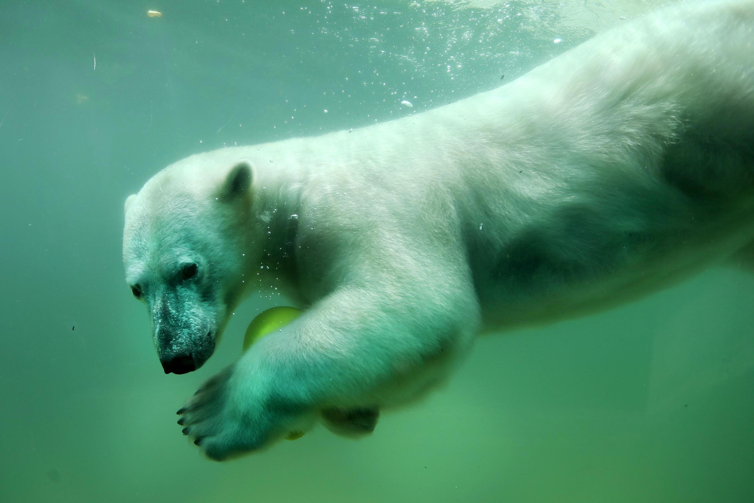 Slide 1 of 103: TOPSHOT - A polar bear swims with a ball in his swimming pool in Wuppertal, western Germany, on May 30, 2017. / AFP PHOTO / dpa / Ina Fassbender / Germany OUT (Photo credit should read INA FASSBENDER/AFP/Getty Images)