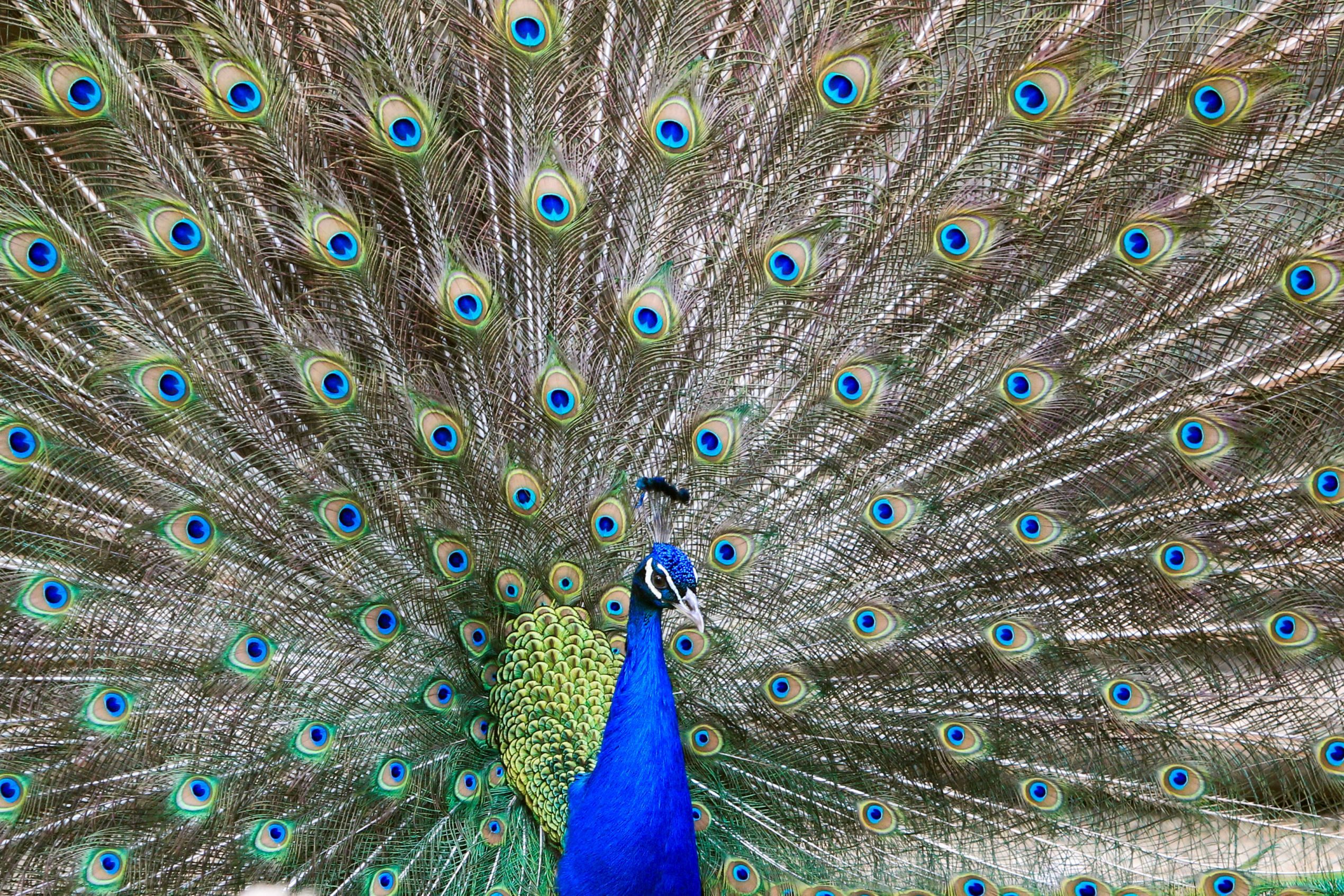 'Peacocks make babies with tears':