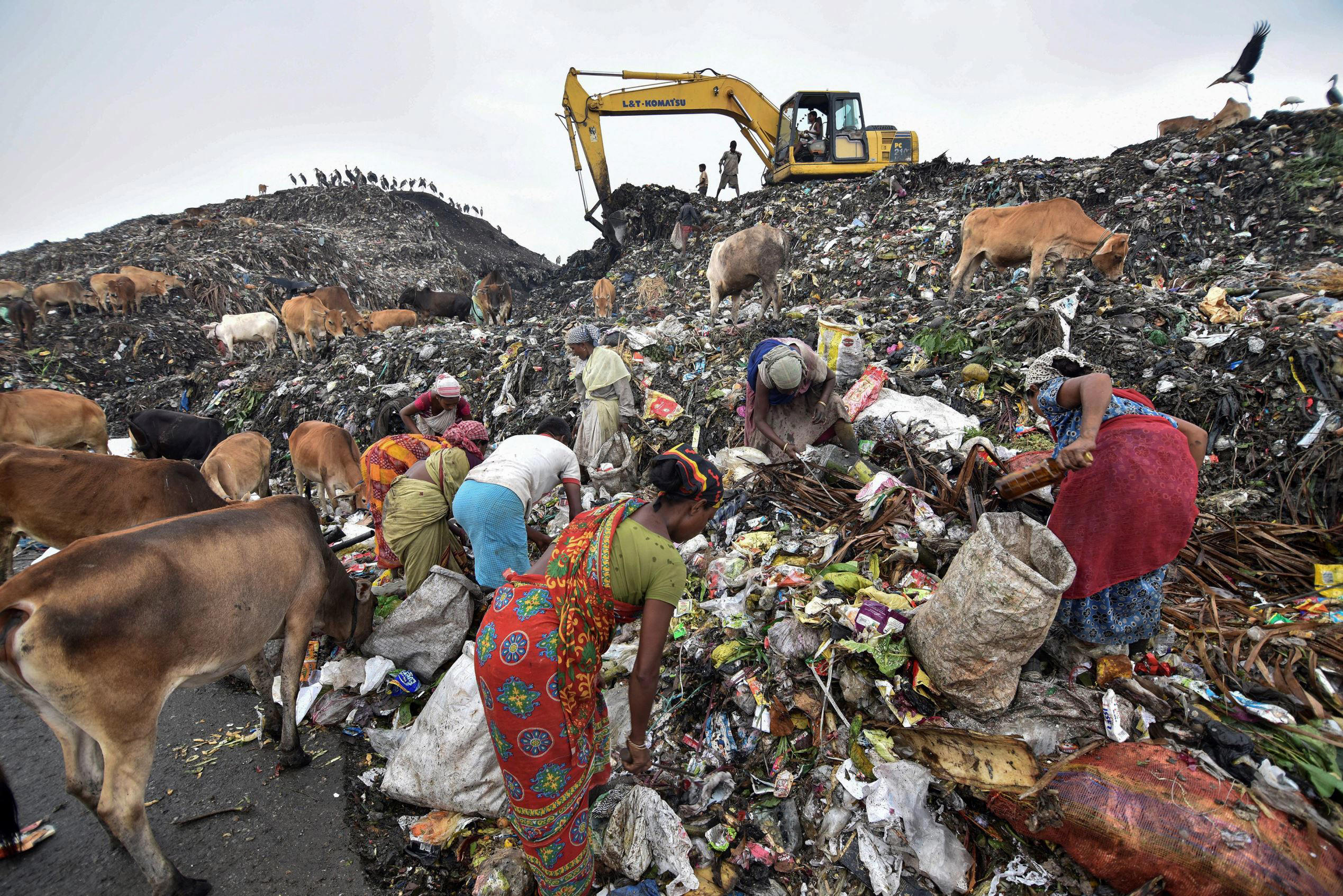 Slide 1 of 97: On the eve of World Environment Day, ragpickers sort through a large garbage heap as stray cows and storks feed on the refuse, in the Indian state of Assam, June 4, 2017.