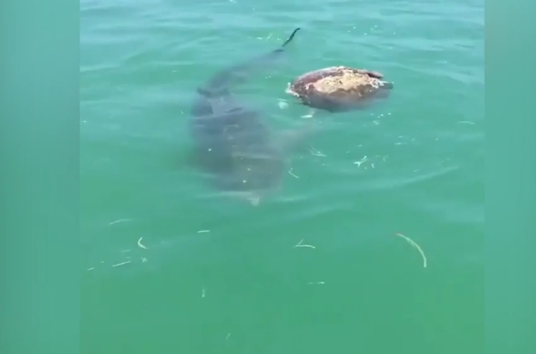 Video captures shark eating turtle
