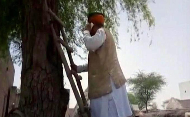 Minister climbs tree network
