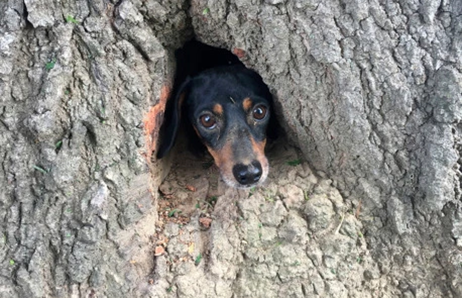 rescued after somehow getting trapped