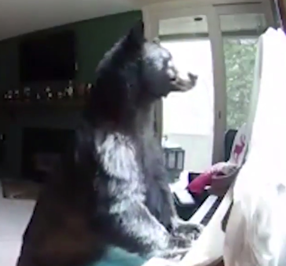 Bear breaks into home 'plays'