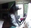 Bear breaks into home 'plays'