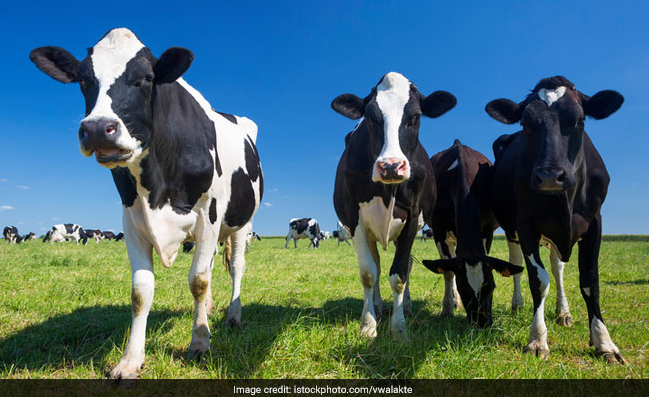 Qatari beat Saudi: ‘Fly cows’
