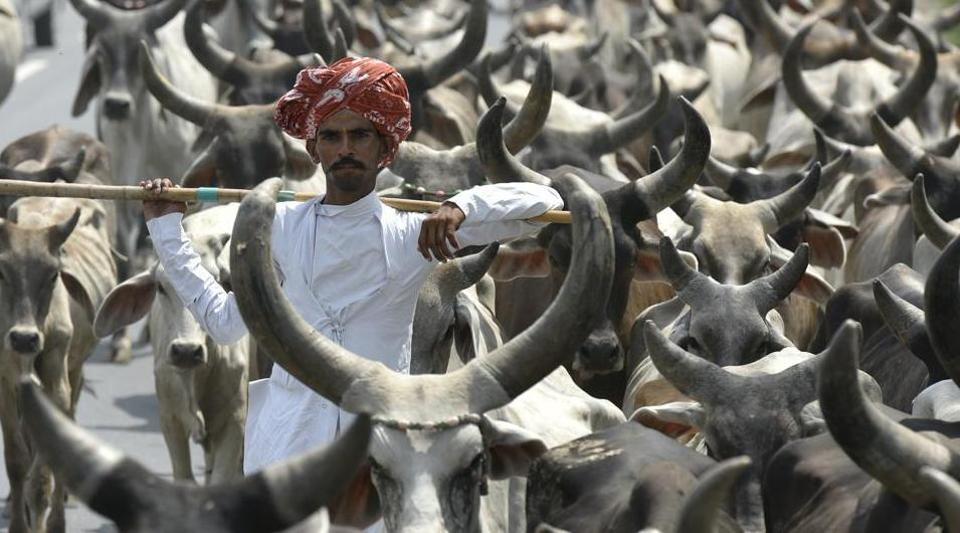 'Govt considering project cow'