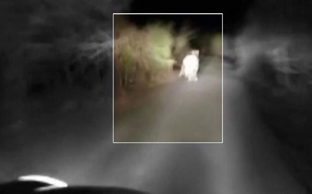 video, desperate lion chased Gujarat