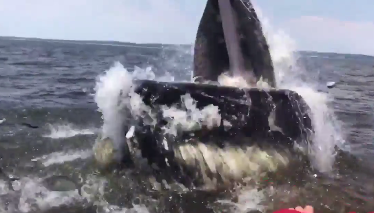 Humpback whale breaches extremely close