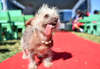 World's ugliest dogs contest: Winners