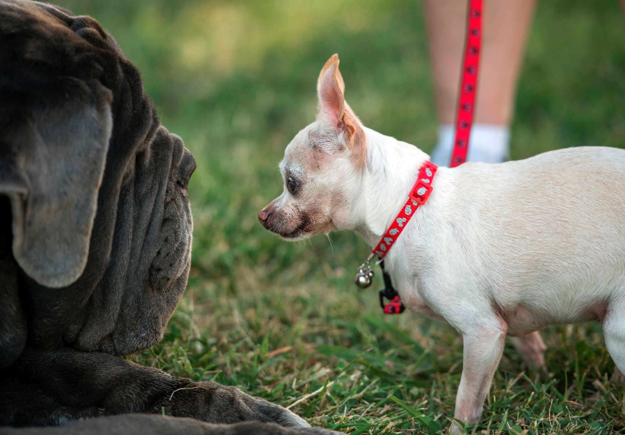 World's Ugliest contest: winners contestants