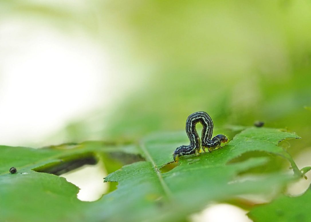 Toronto suffers inchworm infestation first