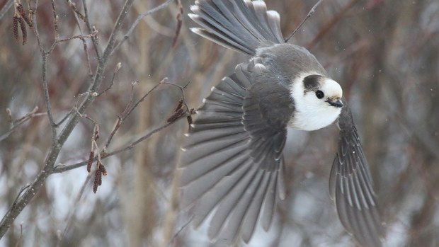Canada isn't getting national bird