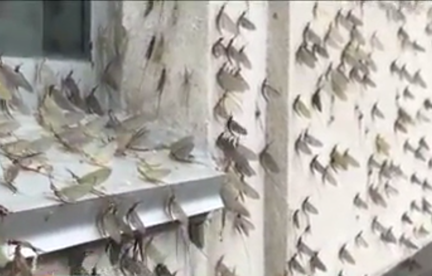 Shad invasion takes over Ontario's