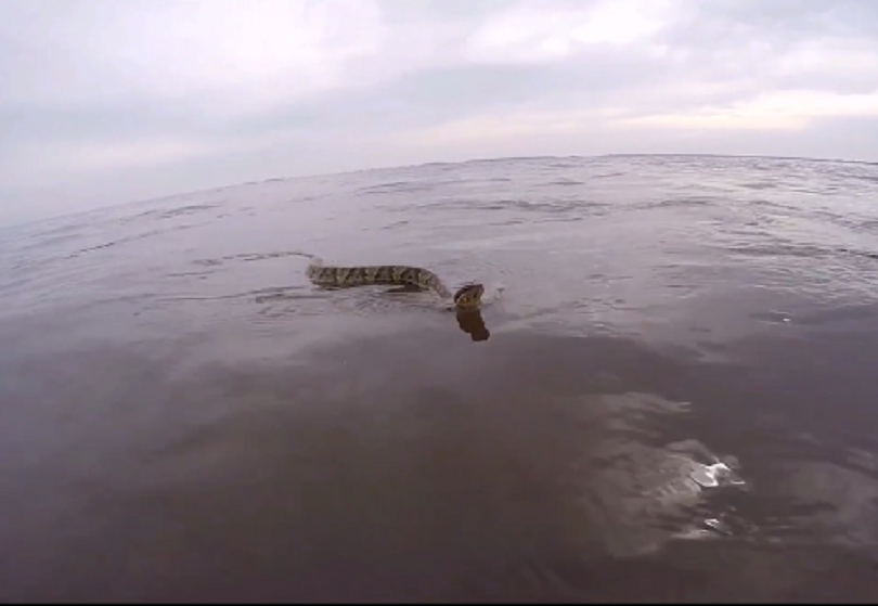 Large aquatic snake chases boat