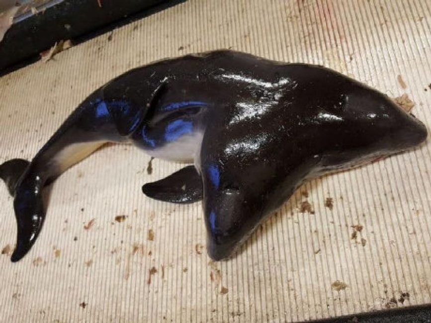 Fishermen catch rare two-headed porpoise