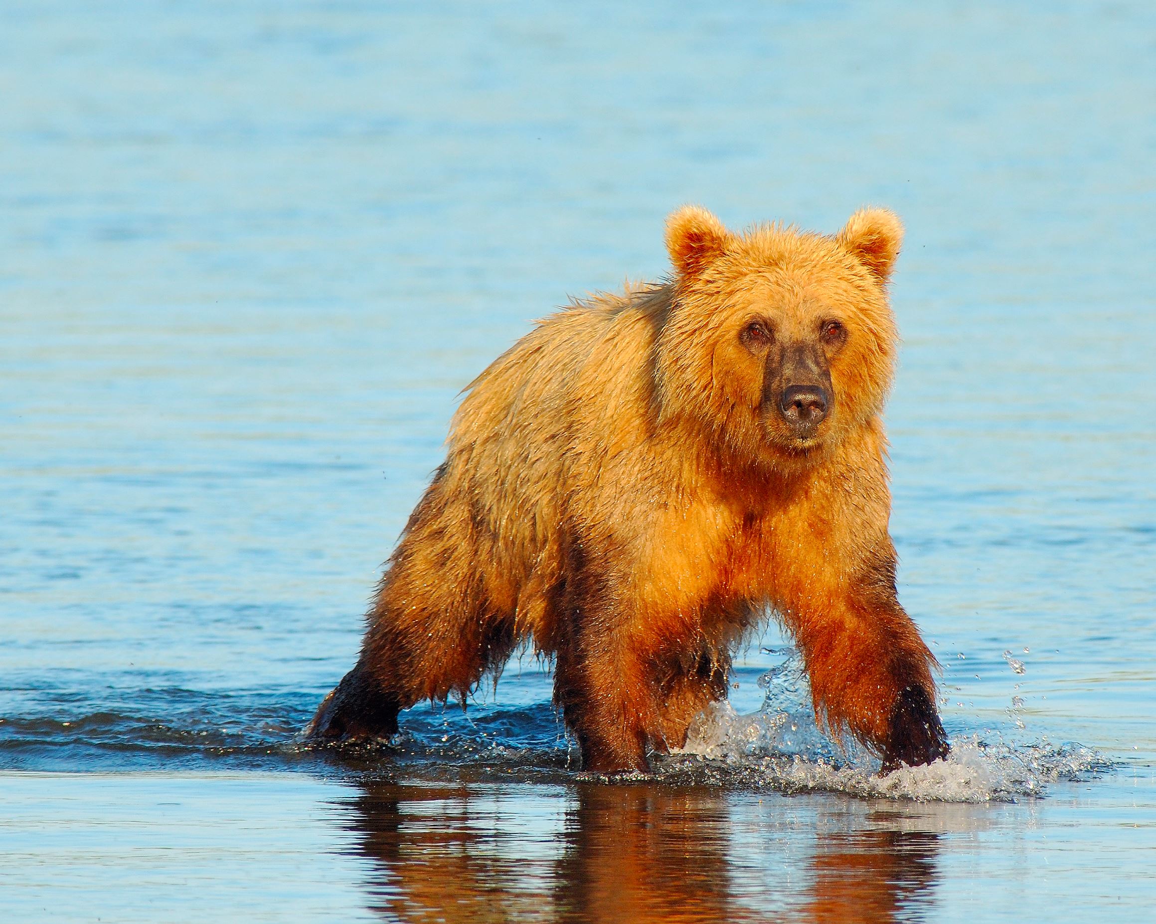 Boy, shoots bear charging fishing