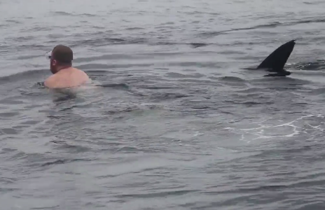Shark comes close swimmer