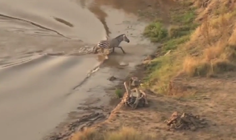 Zebra survives croc attack, falls