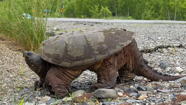 Rains cause dramatic rise turtle