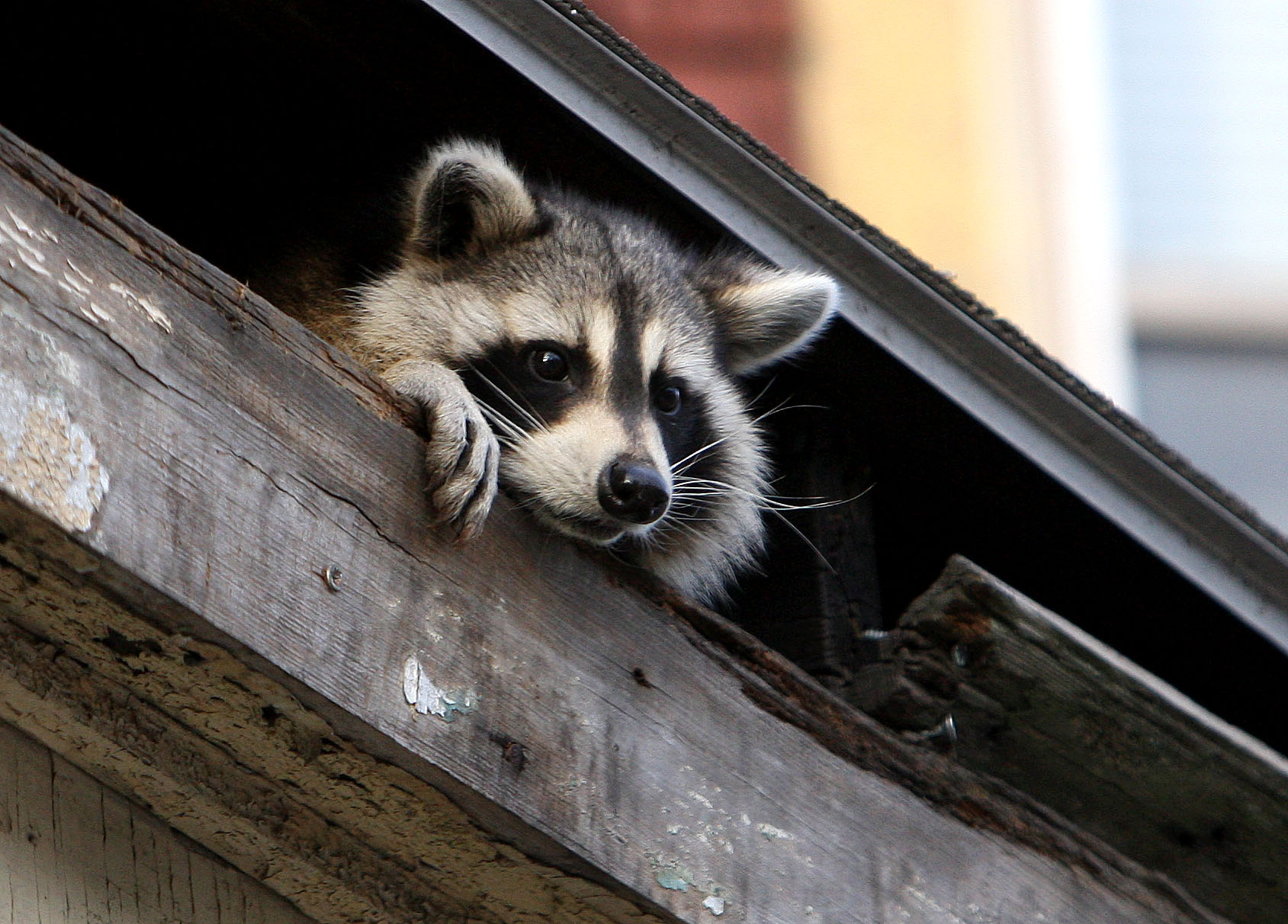 Wrangling raccoons deal with home