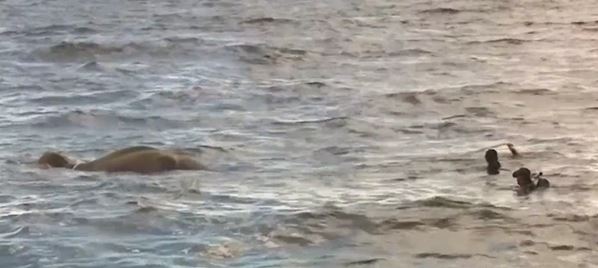 Navy rescue elephant dragged