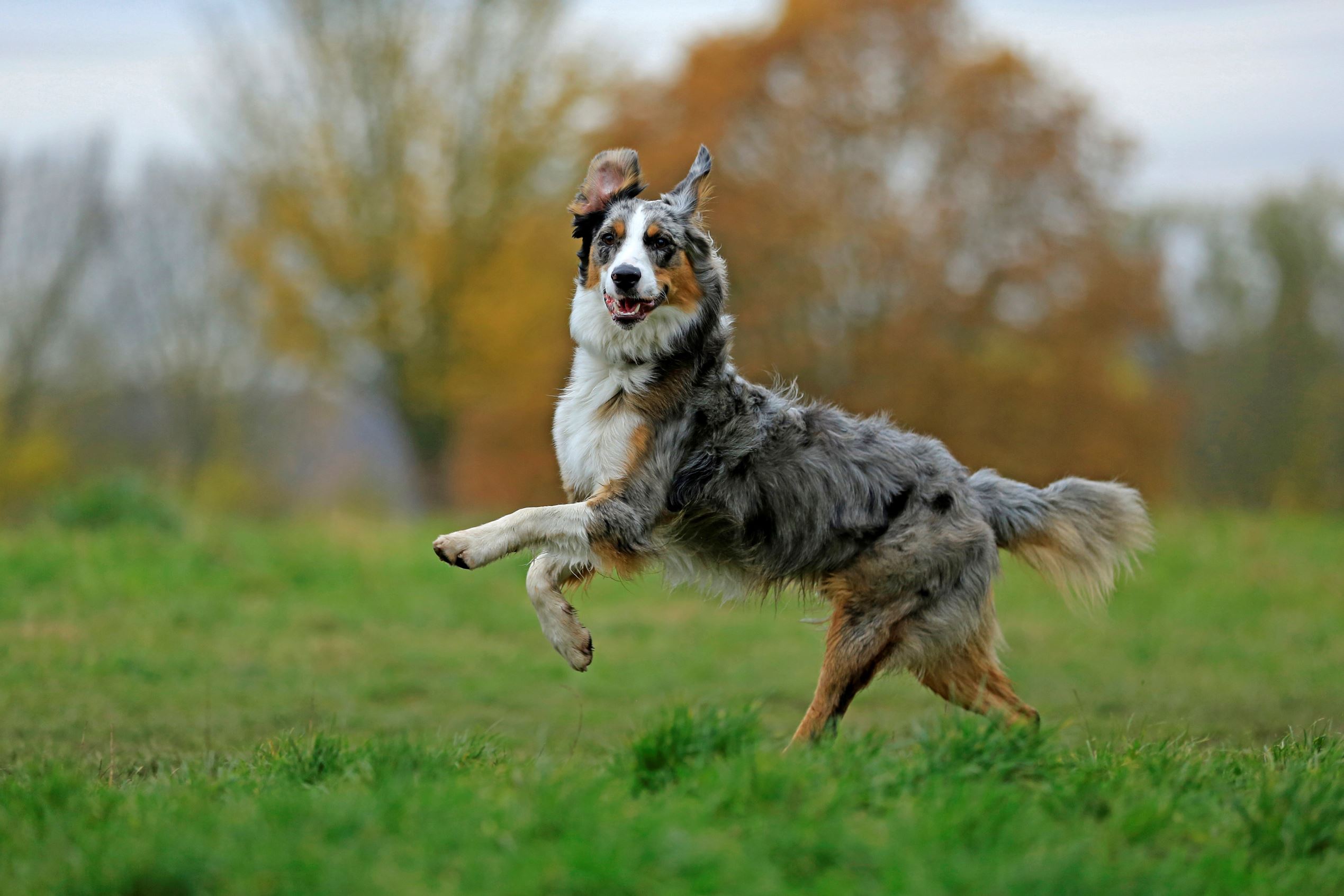 These breeds most likely away