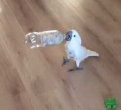 Hungry parrot wants pine nuts