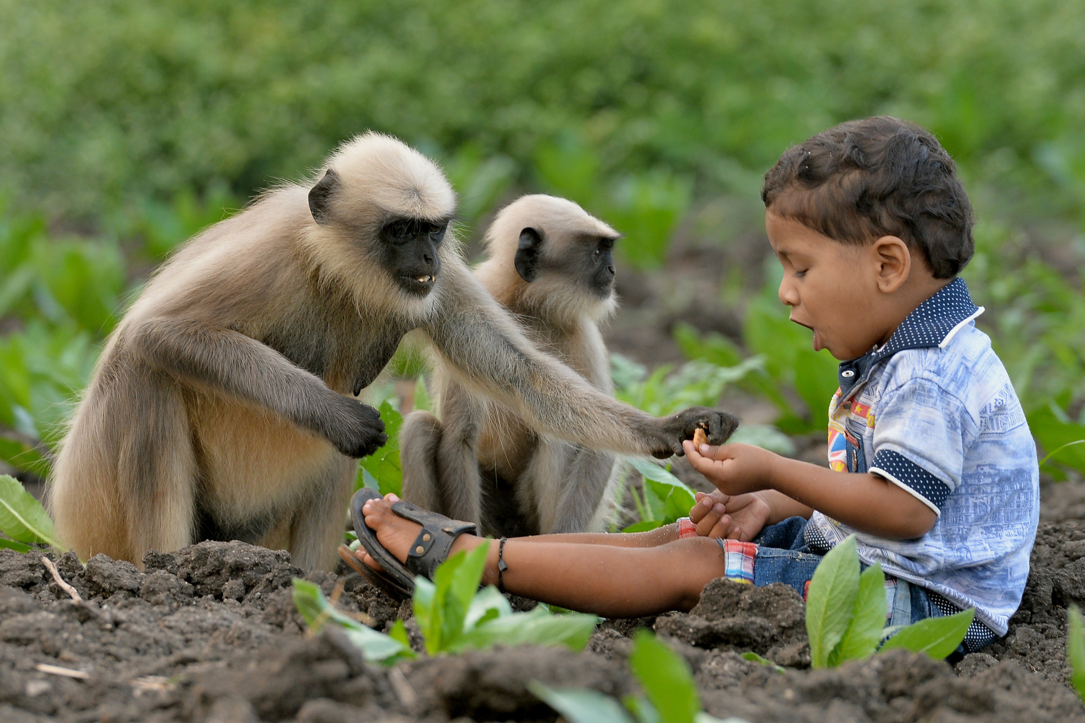 Modern-day Mowgli: Indian toddler forges