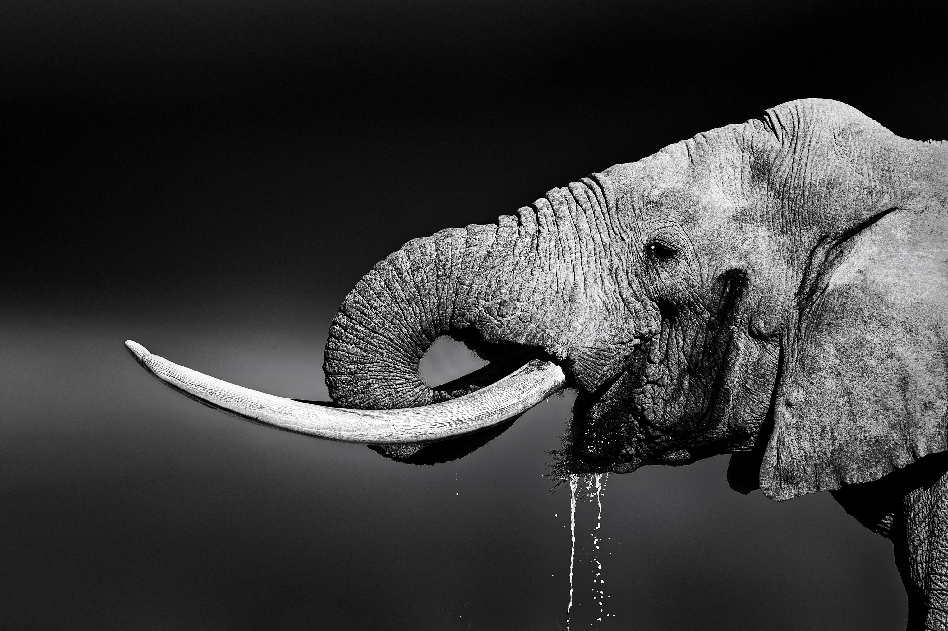 Animal portraits that worth framing