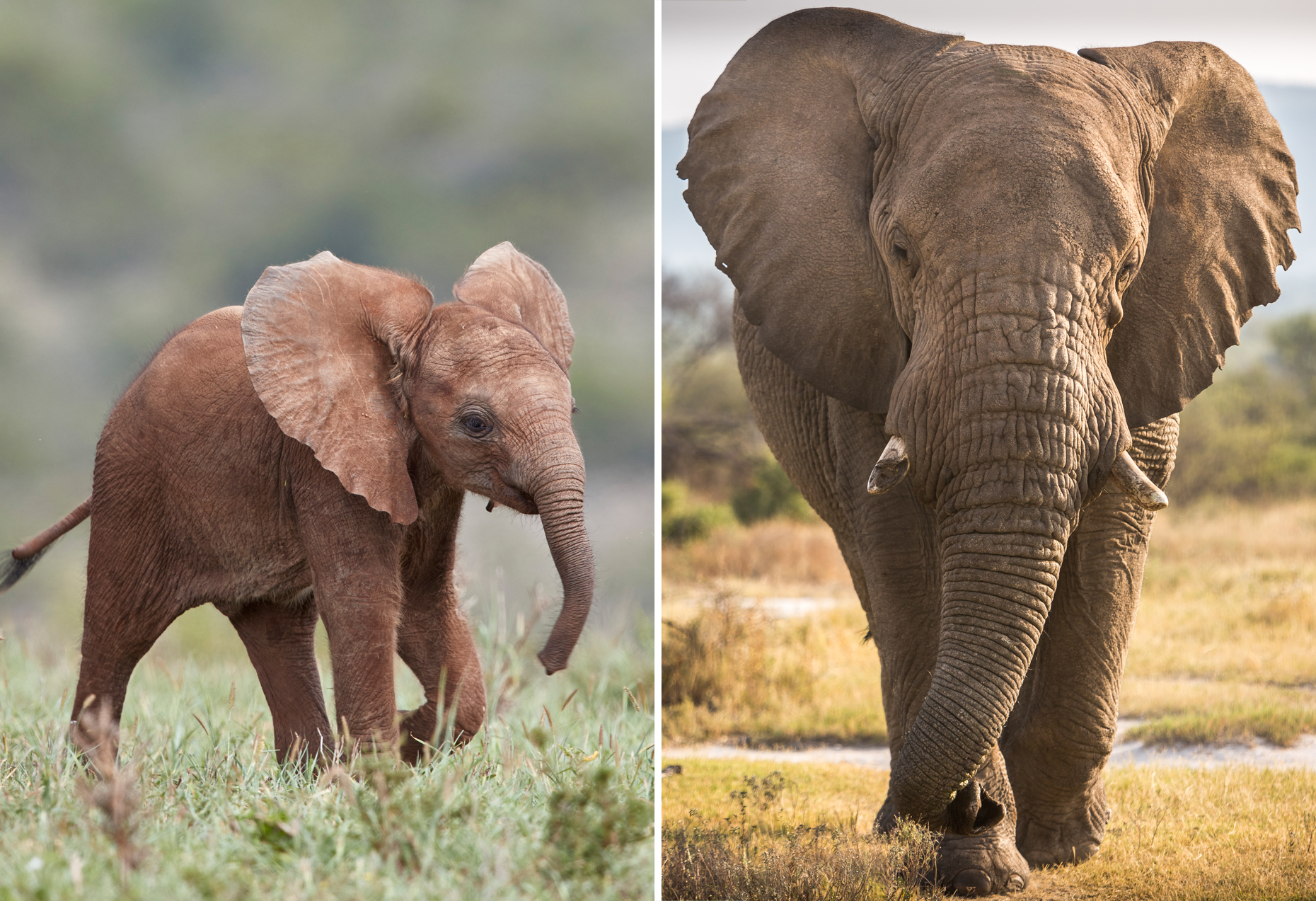 Animals babies grown