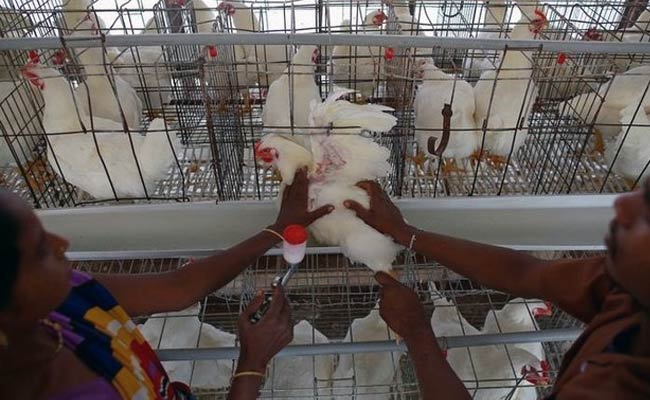 Saudi bans poultry imports from