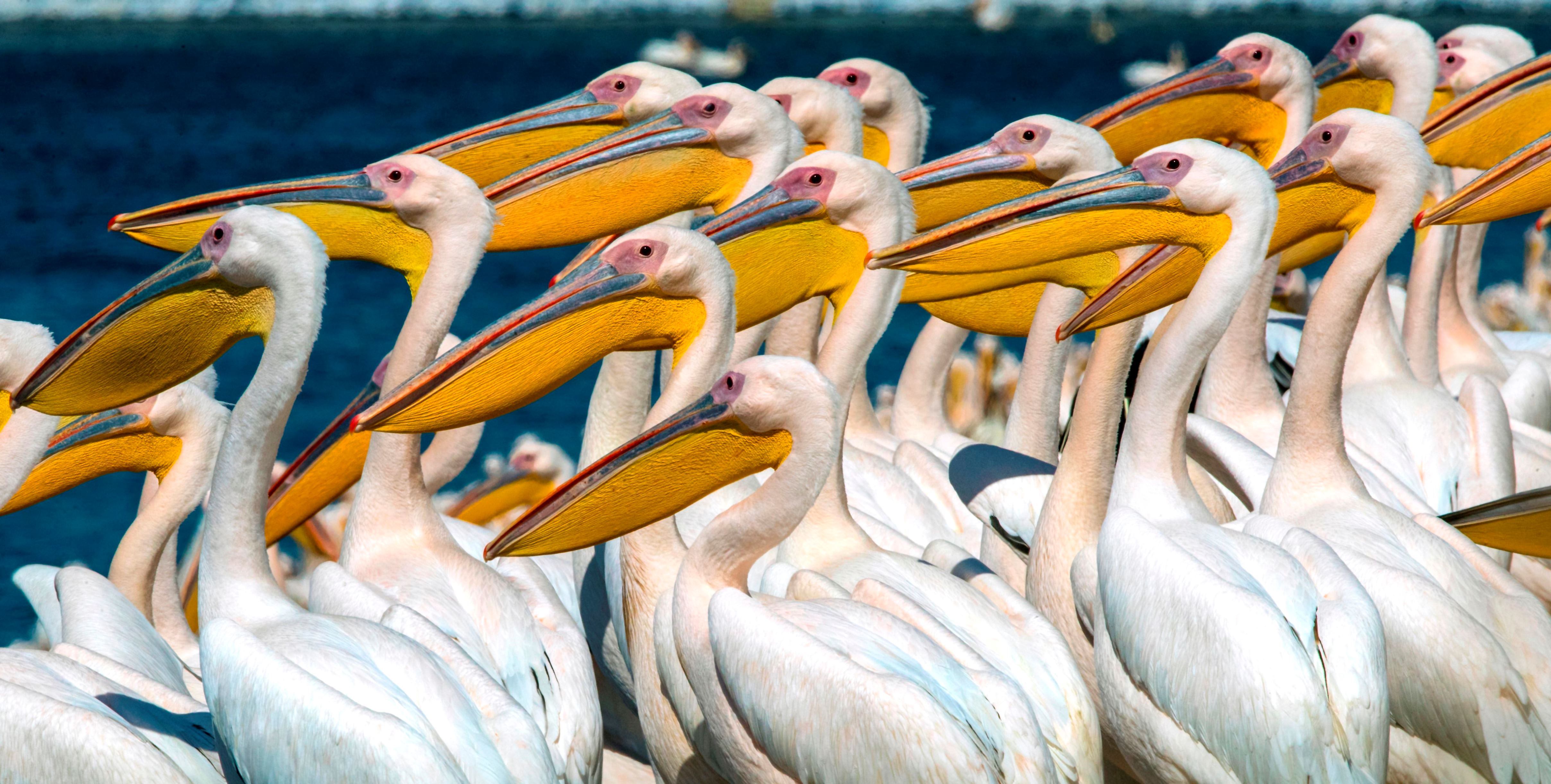 gorgeous wildlife planet Earth