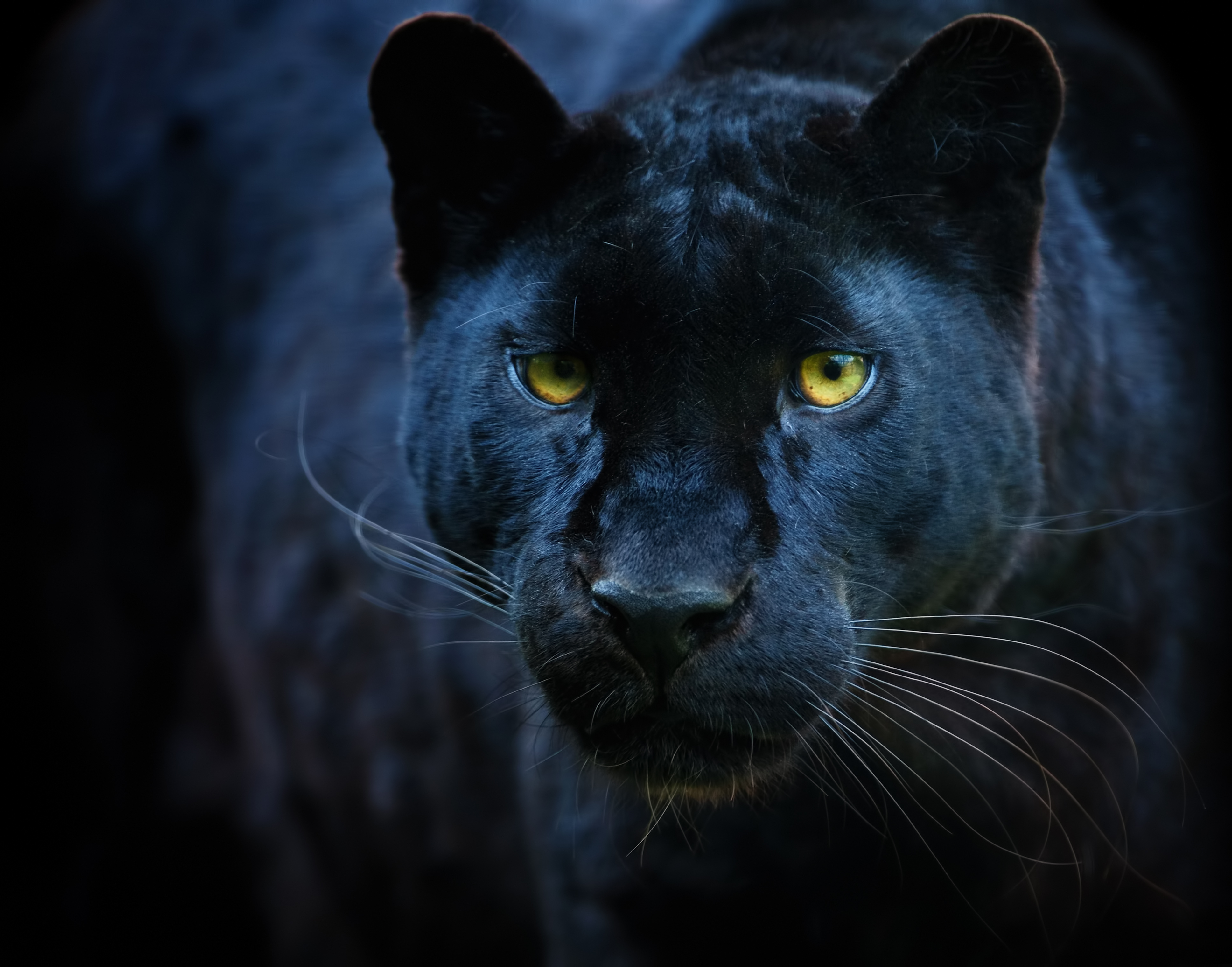 gorgeous wildlife planet Earth