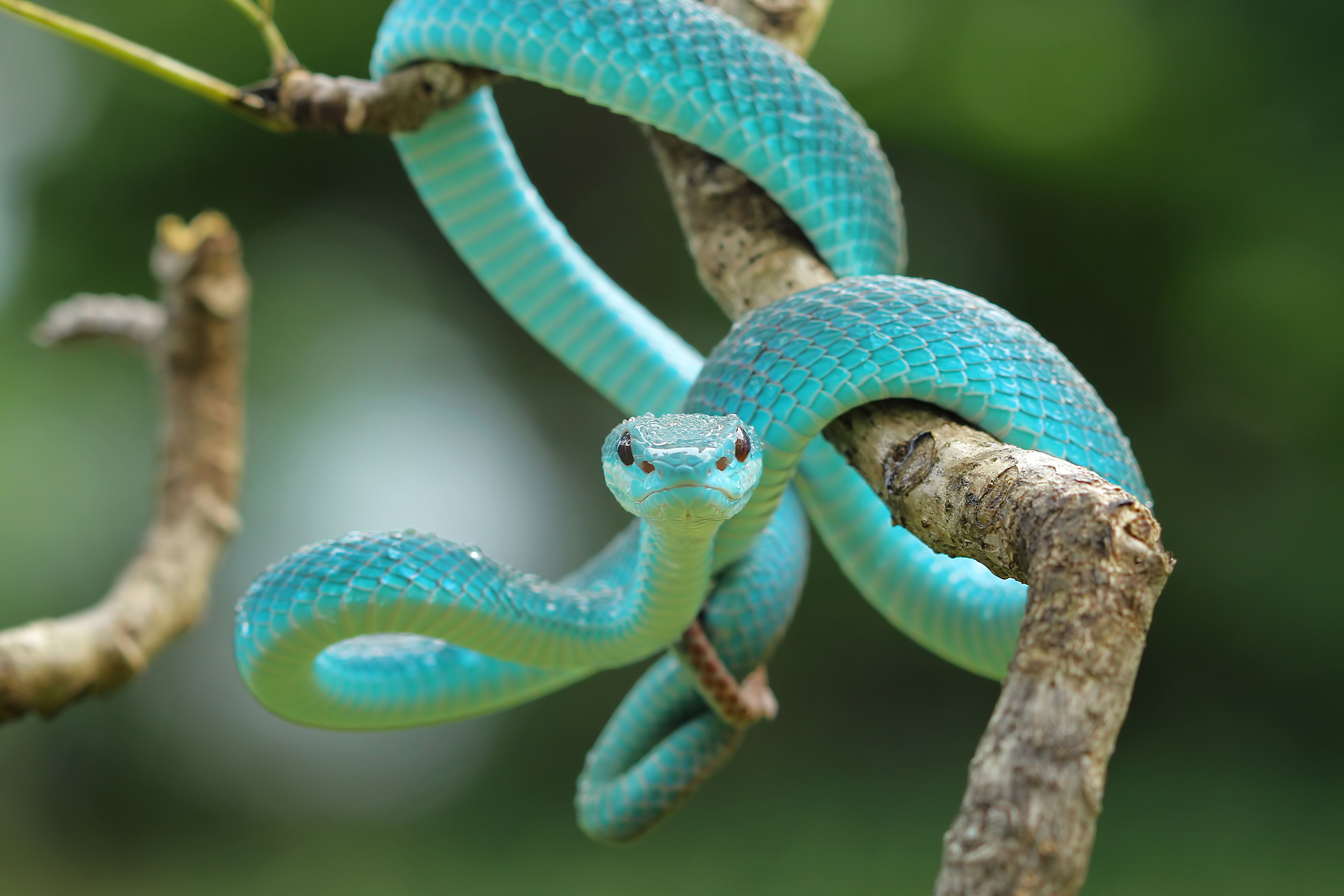 gorgeous wildlife Earth