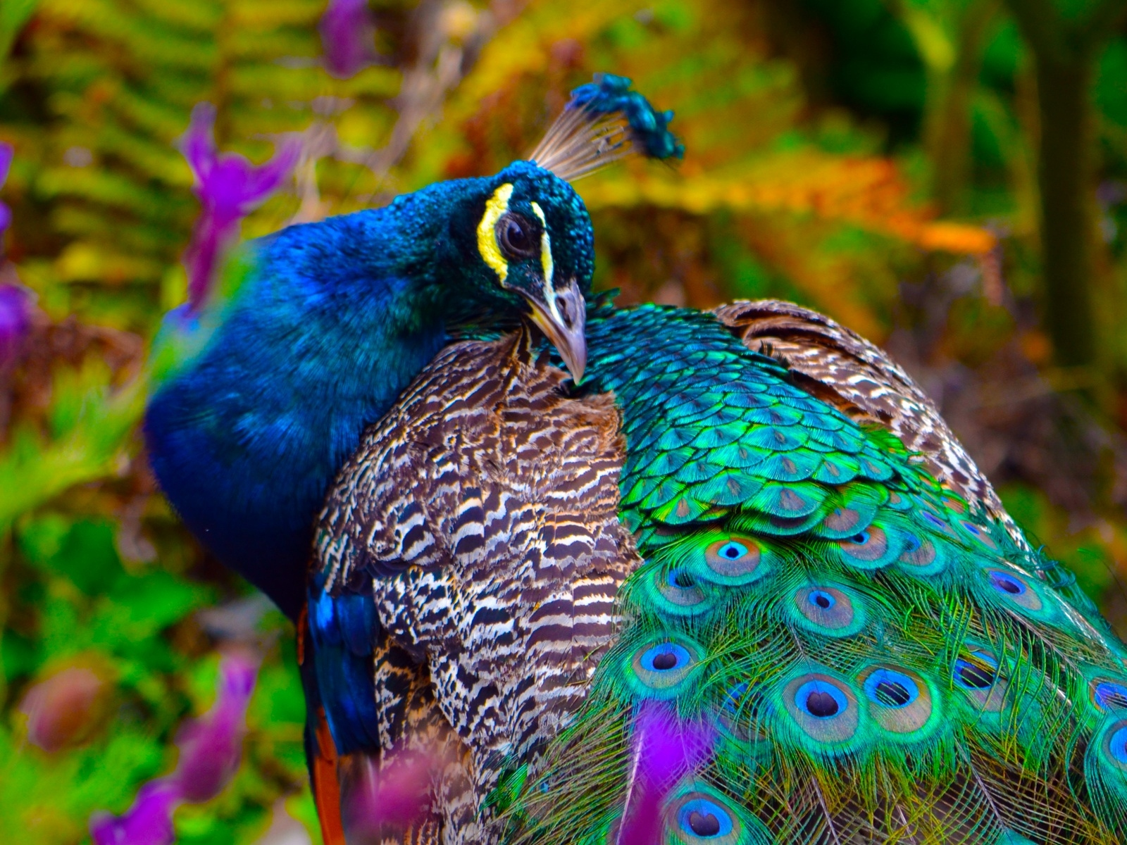 amazing bird portraits worth framing