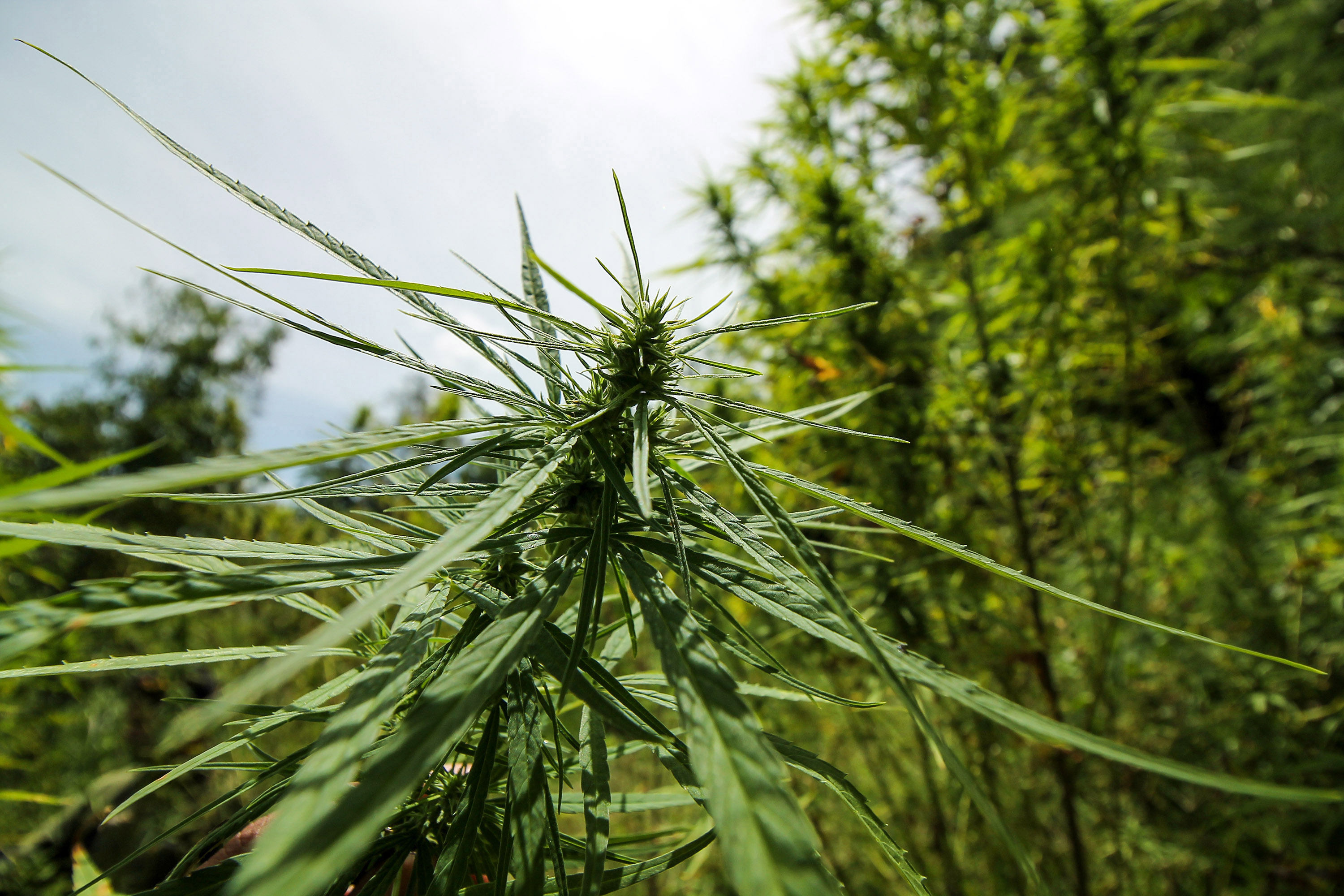 Marijuana plants. (Picture for representation purpose only)