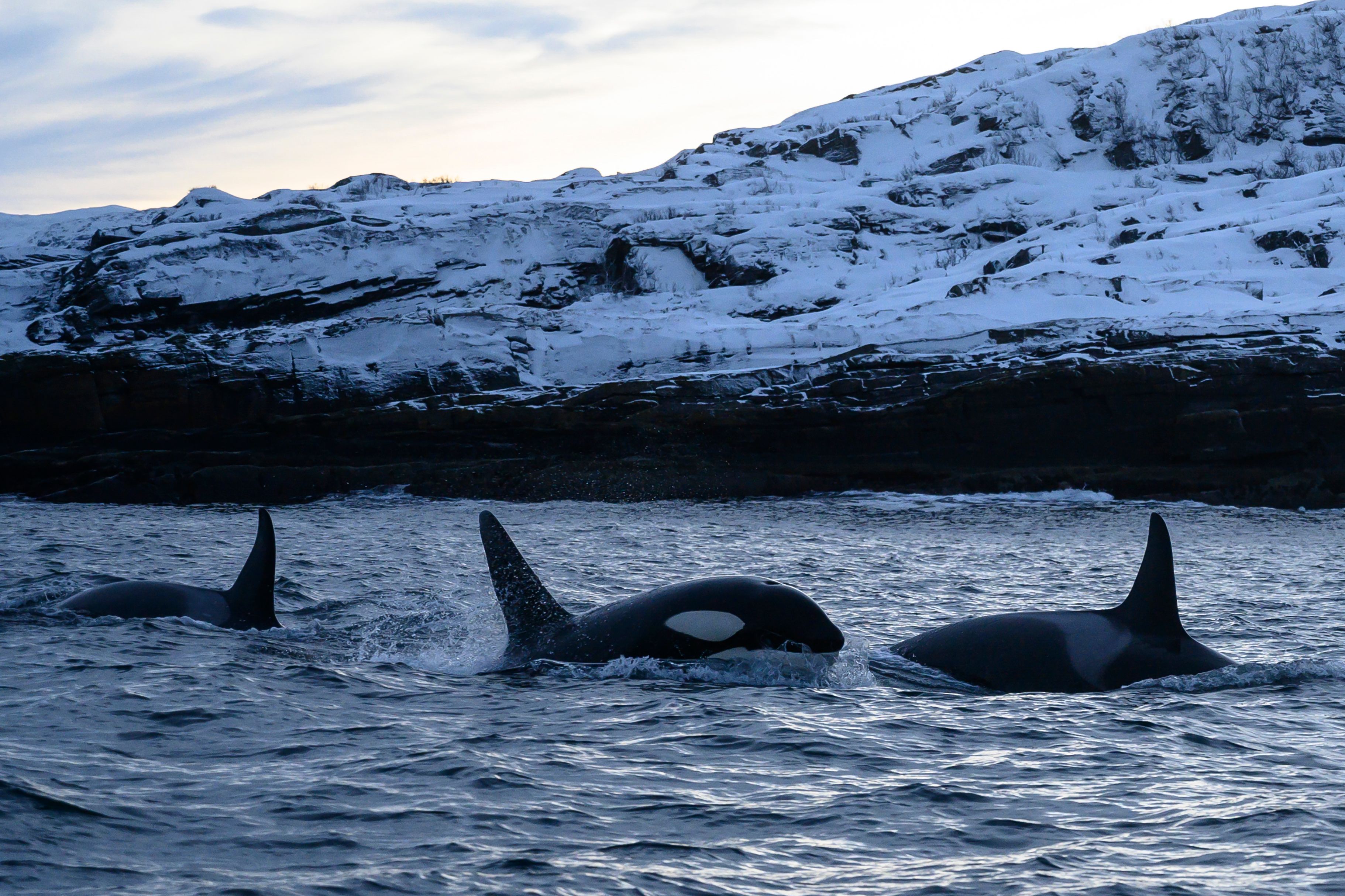 Orcas swim in the waters of the Reisafjorden fjord region, near the Norwegian northern city of Tromso in the Arctic Circle, on January 13, 2019. (Photo by Olivier MORIN / AFP)        (Photo credit should read OLIVIER MORIN/AFP/Getty Images)
