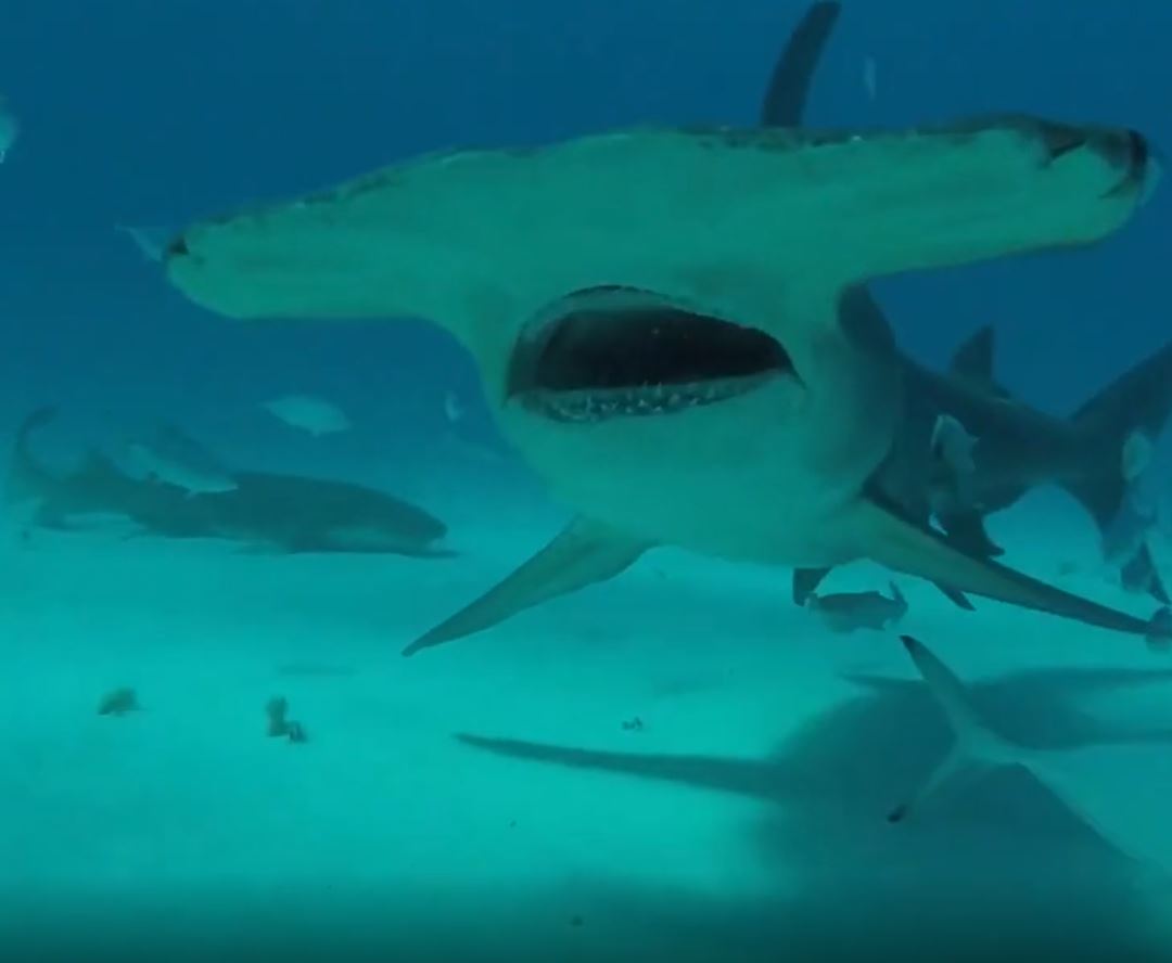 Hammerhead shark bites GoPro
