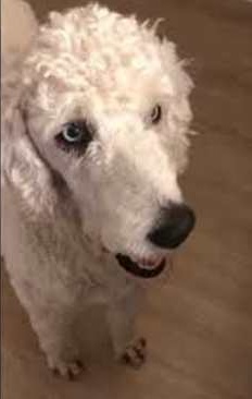 The poodle can't stop licking his lips at sight of whipped cream treat