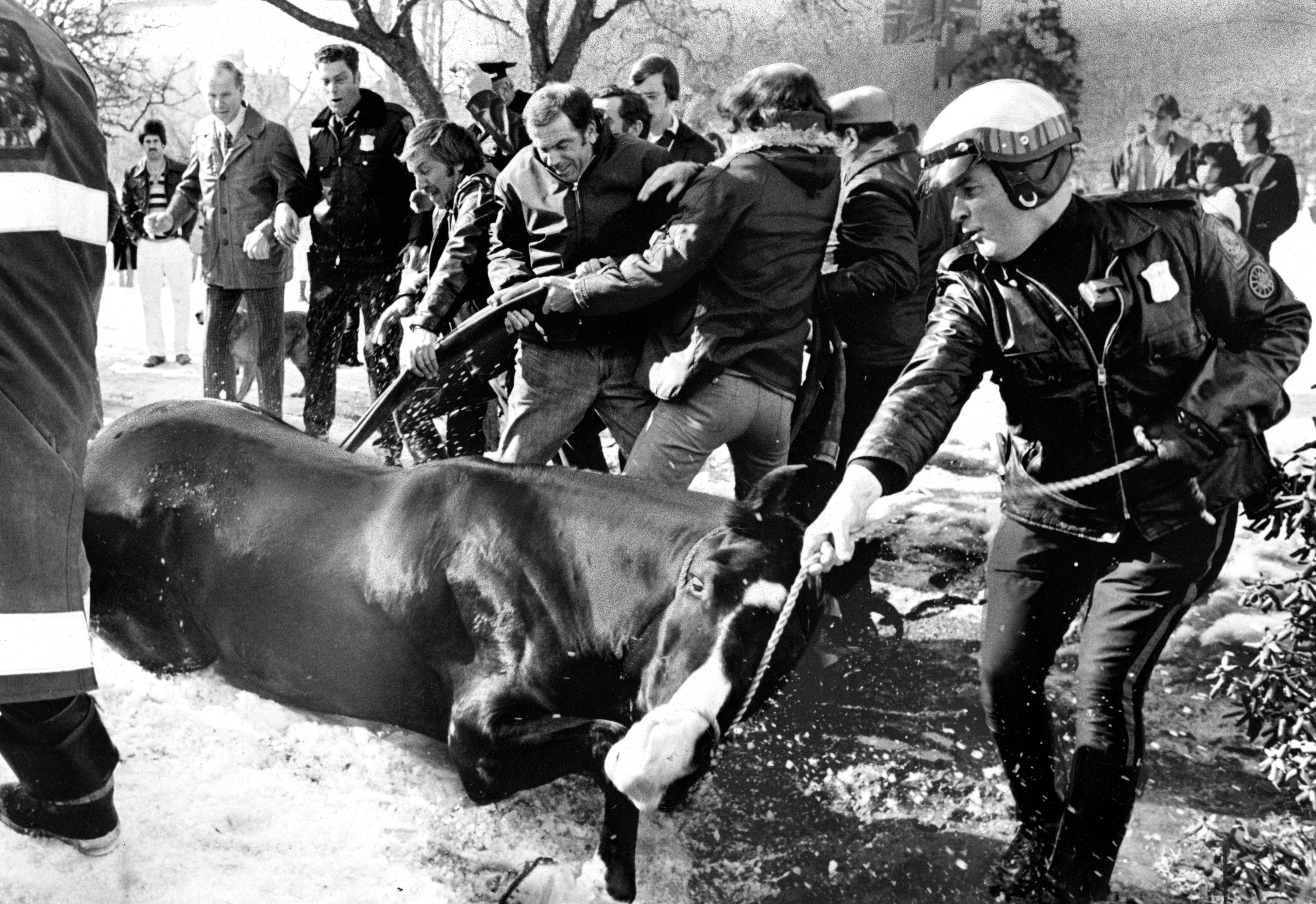 BOSTON, MA - FEBRUARY 26: Boston Police officer Bill Mahoney, right, helps other fire and police officials pull his horse Misty out a hole on Feb. 26, 1978.  (Photo by George Rizer/The Boston Globe via Getty Images)